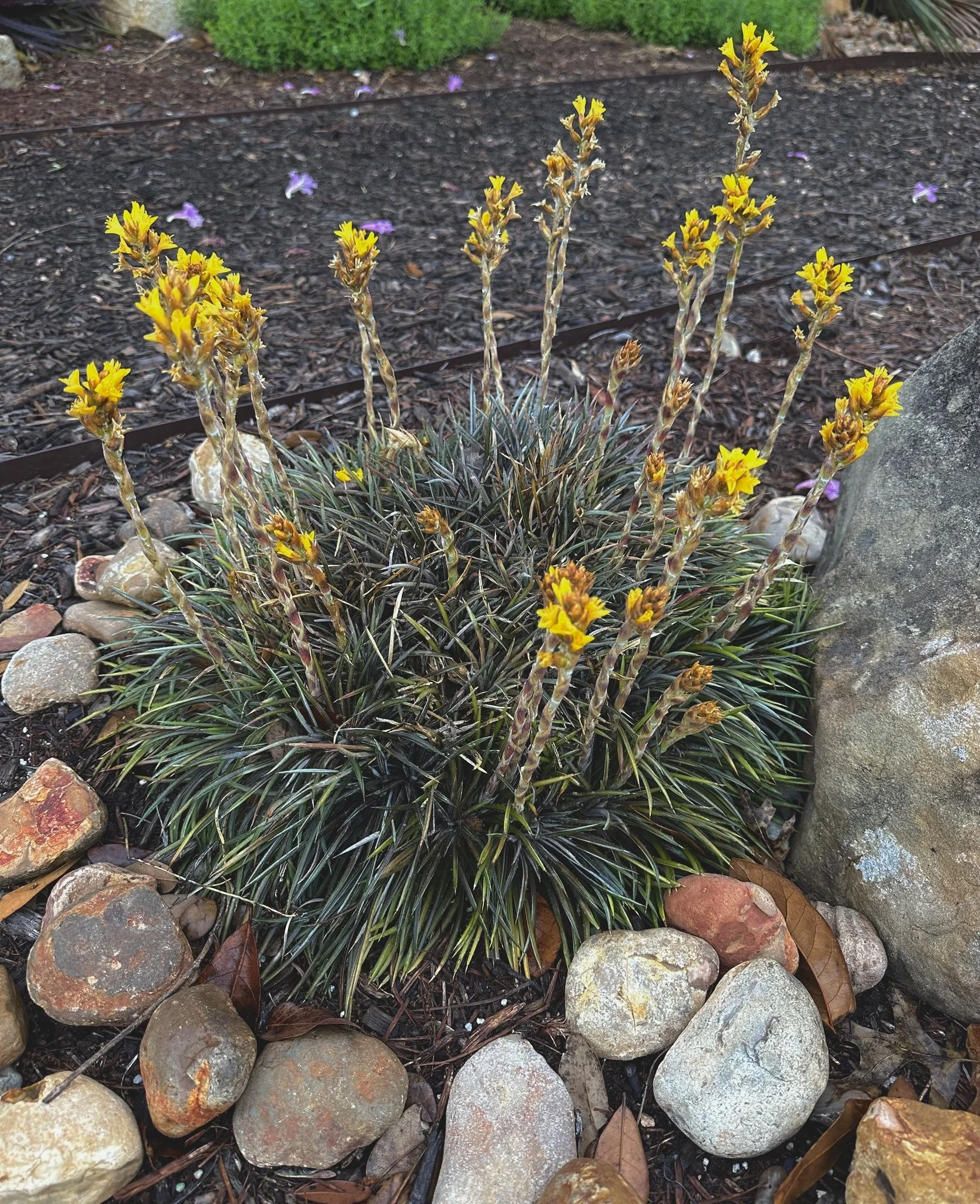 Dynamic Dyckias! — Dwarf Palmetto Design